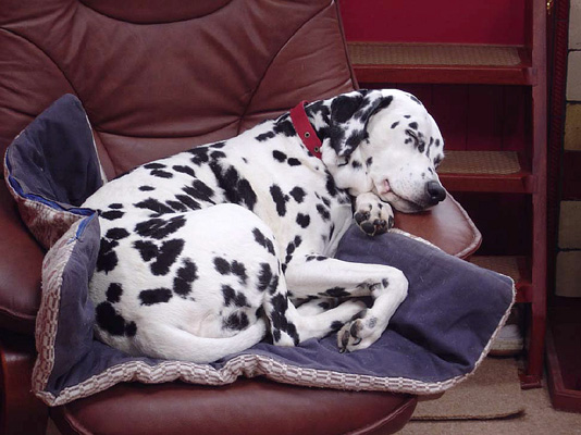 daisysleeping