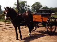 lively and carriage