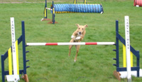 Milly competing in the agility trials