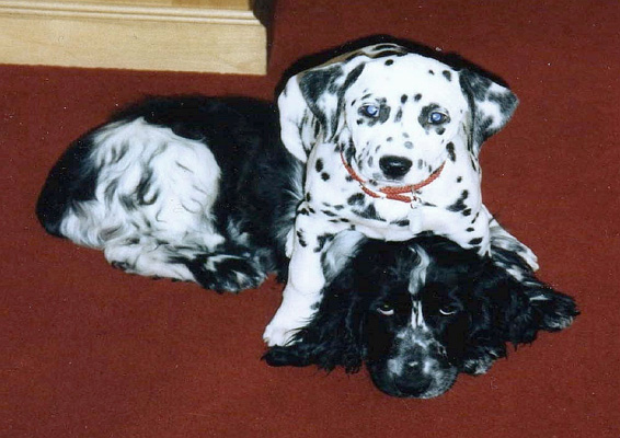 Daisy was determined to be ‘top-dog’ right from the start!